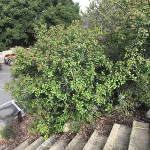 Rhus integrifolia, stairs from parking lot to Mission Canyon Road