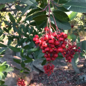 Closeup of Toyon berries