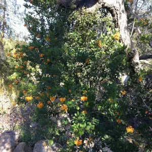 Toyon with ripe yellow-orange berries