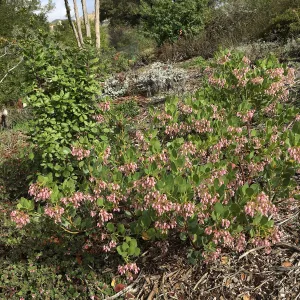 Arctostaphylos insularis SBBG 85-54