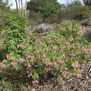 Arctostaphylos insularis SBBG 85-54
