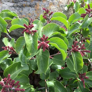 Rhus ovata