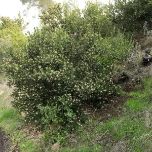 Rhus integrifolia