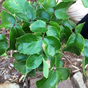 Berberis pinnata ssp. insularis leaves