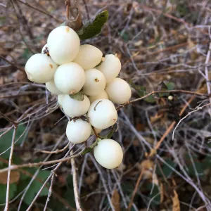 Close-uip of Symphorocarpus molllis fruit