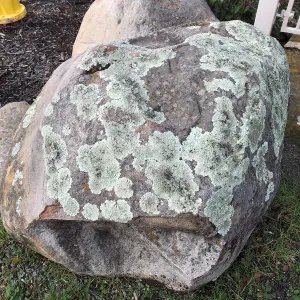 Lichen on the boulder
