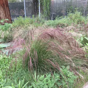 Aristida purpurea at the Urban Nature Garden at the Natural History Museum of Los Angeles