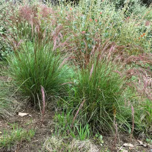 Aristida purpurea at the Urban Nature Garden at the Natural History Museum of Los Angeles