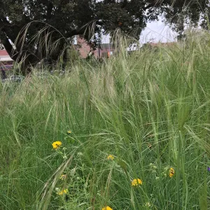 Urban Nature Garden at the Natural History Museum of Los Angeles