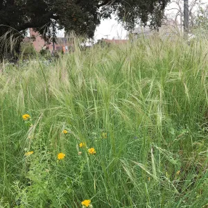Urban Nature Garden at the Natural History Museum of Los Angeles