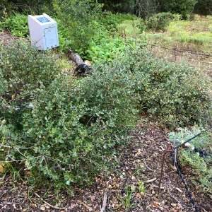Quercus pacifica and irrigation control, Centennial Maze