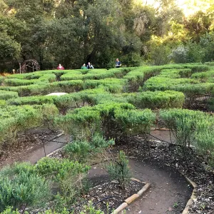 Centennial Maze