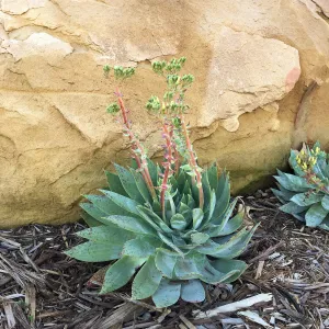 Dudleya brittonii at the Island View Garden