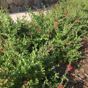 Gambelia speciosa at Pritzlaff Conservation Center