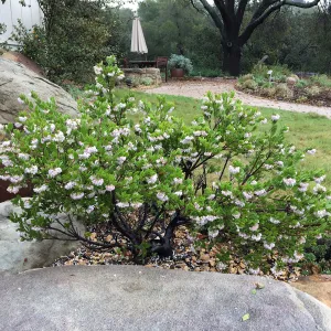 Arctostaphylos densiflora, Water-Wise Home Garden