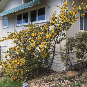 Fremontodendron â€˜California Glory', Water Wise Home Garden
