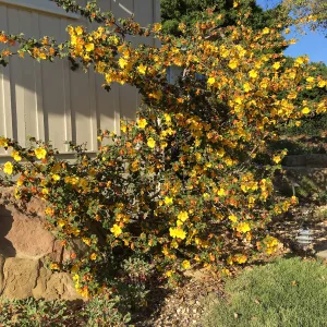 Fremontodendron â€˜California Glory', Water Wise Home Garden