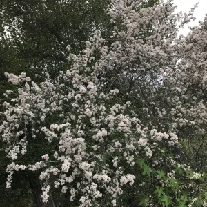 Ceanothus megacarpus, Desert Section