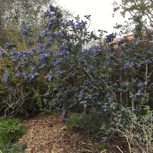 Ceanothus â€˜Ray Hartman' in Betsy Collins garden