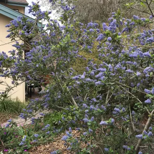 Ceanothus â€˜Ray Hartman' in Betsy Collins garden