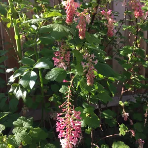 Ribes â€˜Spring Showers' in Betsy Collins garden