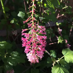 Ribes â€˜Spring Showers' in Betsy Collins garden