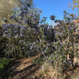 Ceanothus â€˜Ray Hartman' in Betsy Collins garden