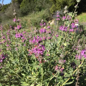 Salvia â€˜Amythyst Bluff' in the Tunnel Road Triangle