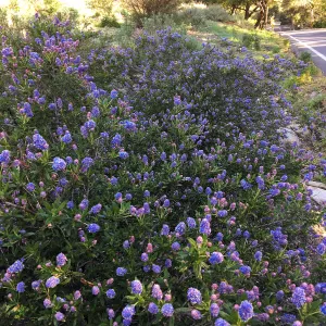 Ceanothus â€˜Wheeler Canyon' in the Tunnel Road Triangle