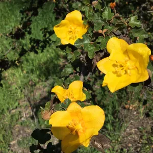 Fremontodendron planting in the Tunnel Road Triangle