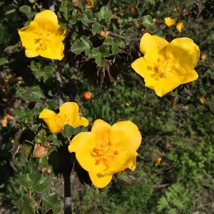 Fremontodendron planting in the Tunnel Road Triangle
