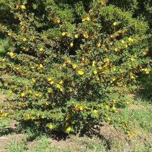 Fremontodendron planting in the Tunnel Road Triangle