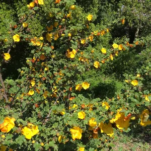 Fremontodendron planting in the Tunnel Road Triangle
