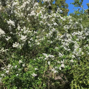 Ceanothus spinosus in the Tunnel Road Triangle