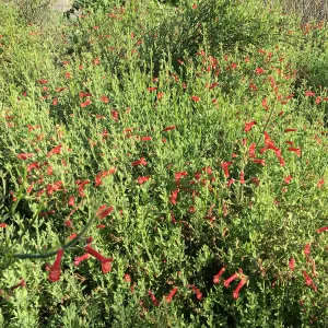 Gambeilia â€˜Firecracker' in the Tunnel Road Triangle