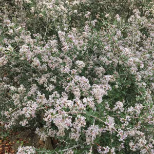 Ceanothus cuneatus v. ramulosus volunteer near Pritzlaff Conservation Center
