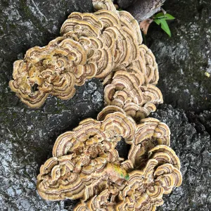 Shelf mushroom 