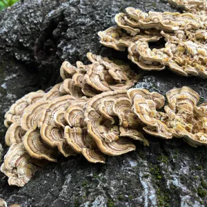 Shelf mushroom 
