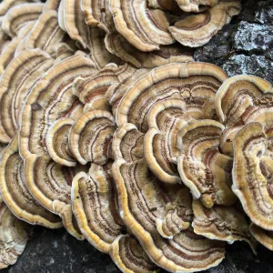 Shelf mushroom 