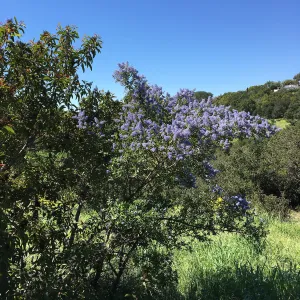 Ceanothus (California Lilac)