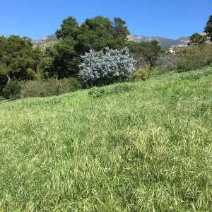 Ceanothus spinosus