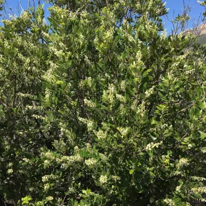 Comarostaphylos diversifolia