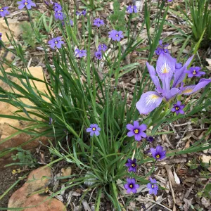 Sisyrinchium bellum and Iris sp