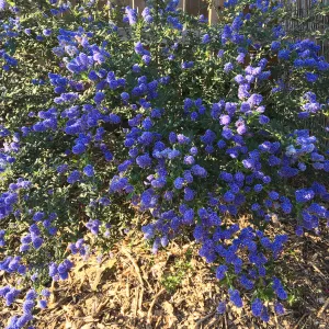 Ceanothus â€˜Concha'