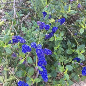 Ceanothus â€˜Kurt Zandnick'