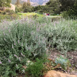 Salvia â€˜Tilden Prostrate' in groundcover display