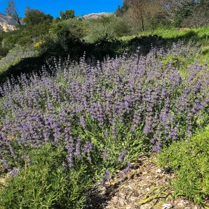 Salvia â€˜Bees Bliss', Porter Trail