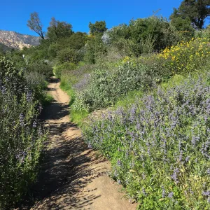 Salvia â€˜Bees Bliss', Porter Trail