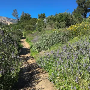 Salvia â€˜Bees Bliss', Porter Trail