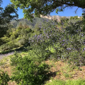Ceanothus (California Lilac), Porter Trail
